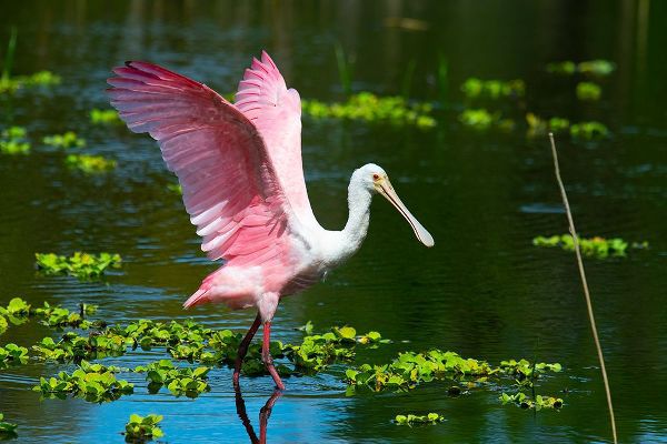 Friel, Bernard 아티스트의 USA-Florida-Sarasota-Myakka River State Park-Roseate Spoonbill Wings Raised작품입니다.